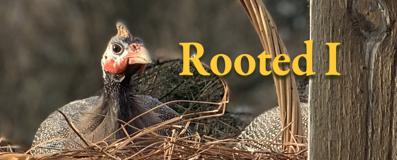 Rooted I