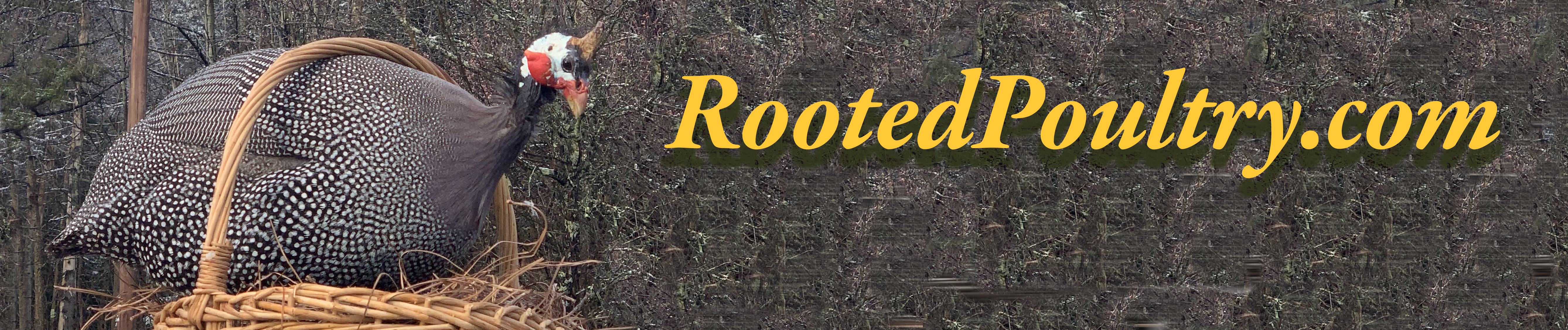 Rooted Poultry