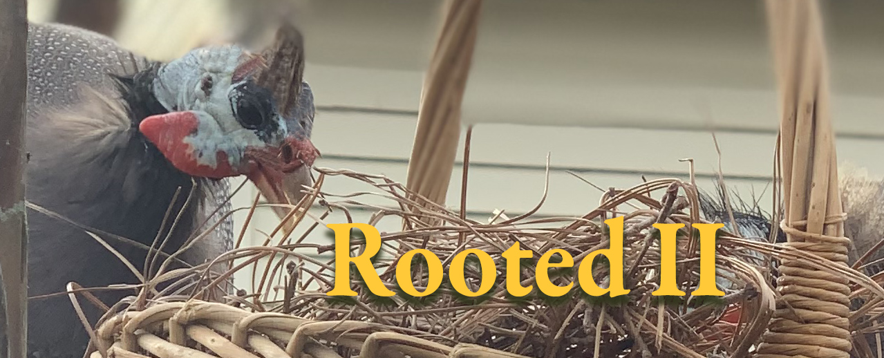 Rooted II